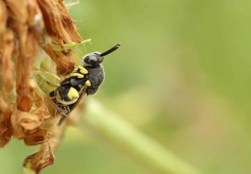 Réf. 184 185 : Brachymeria sp.